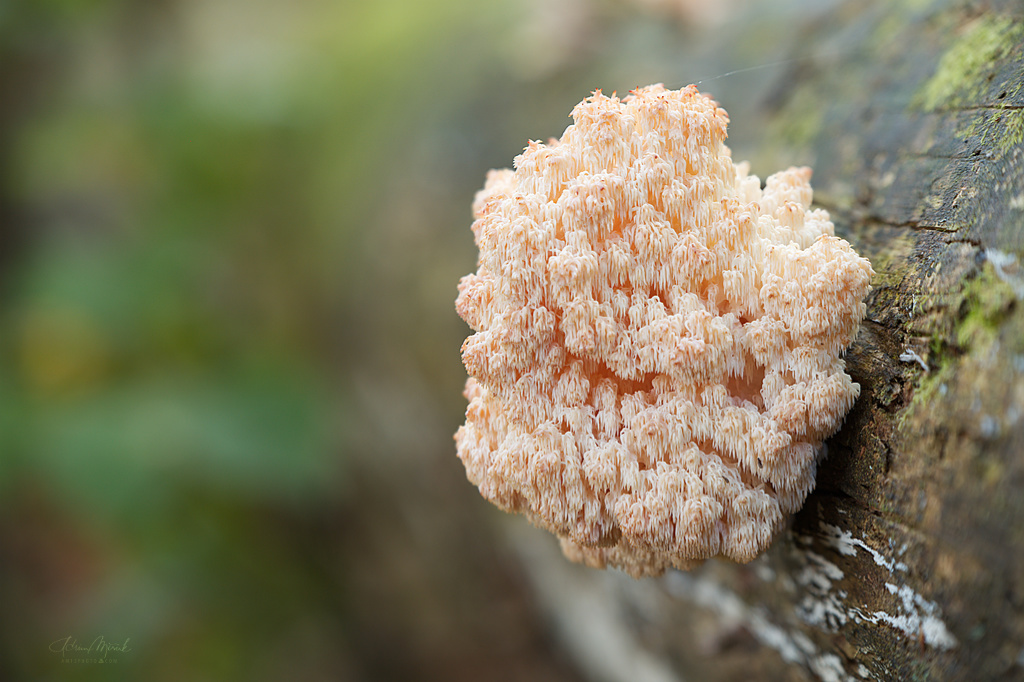 koralovec jedľový Hericium alpestre