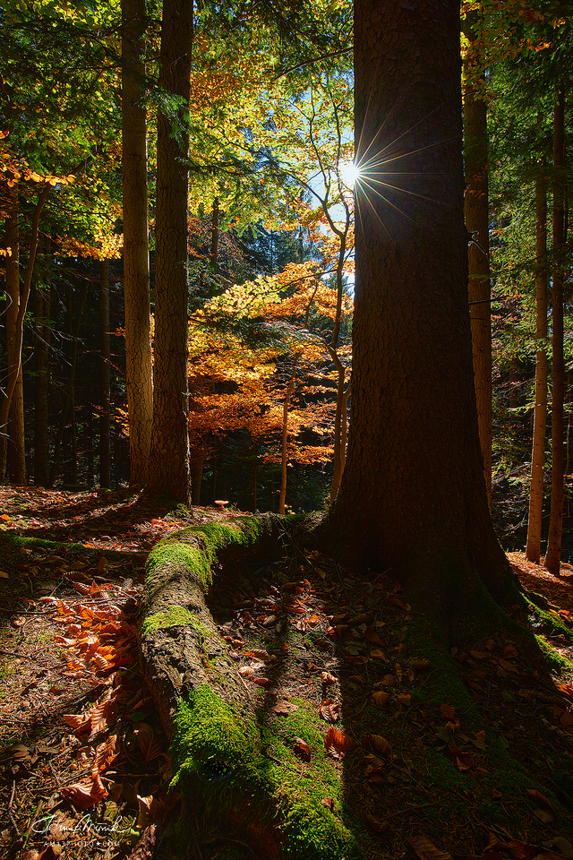 Magická jeseň v lesoch pod Poľanou