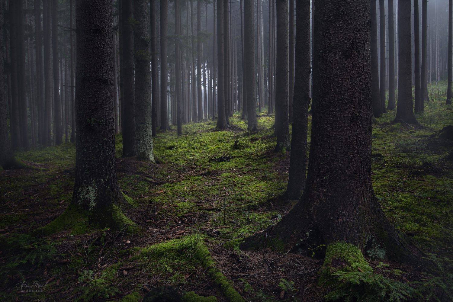 Magický les