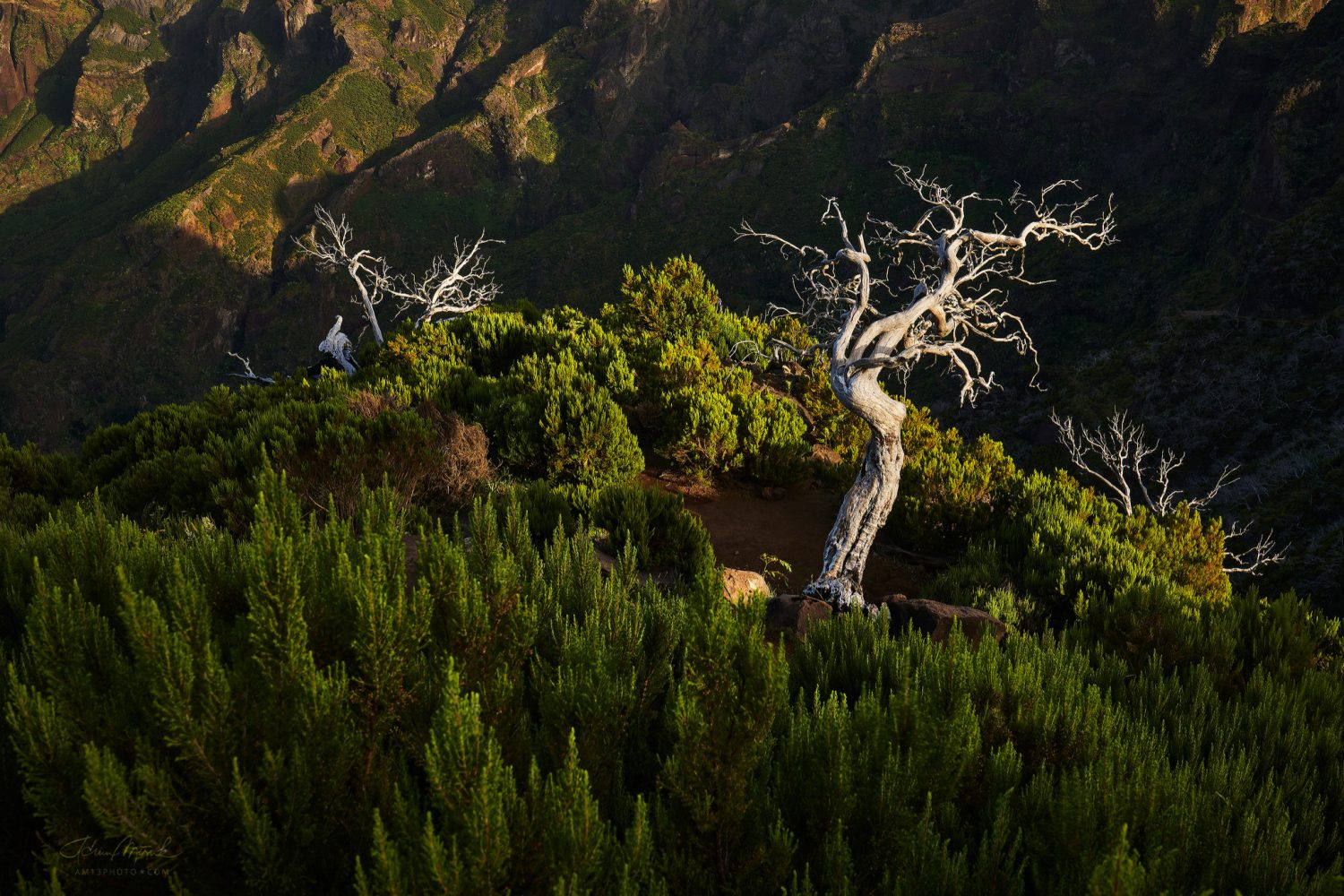 old tree - Madeira