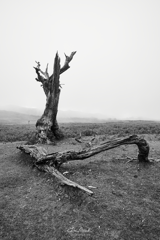 Fanal - dead tree