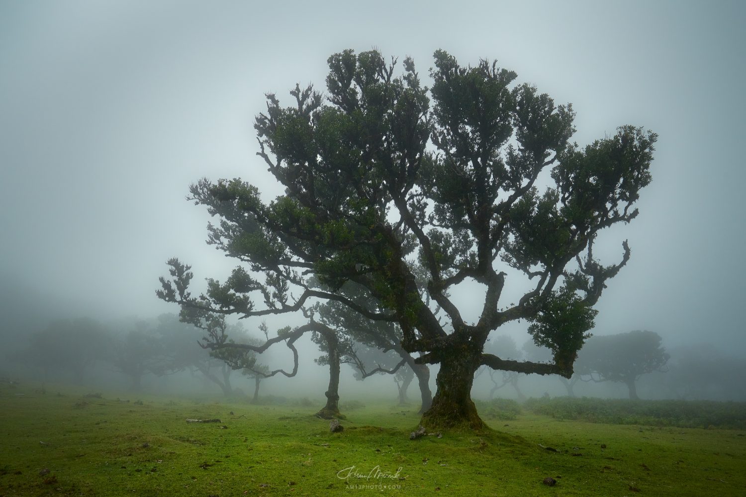 Fanal forest | Madeira