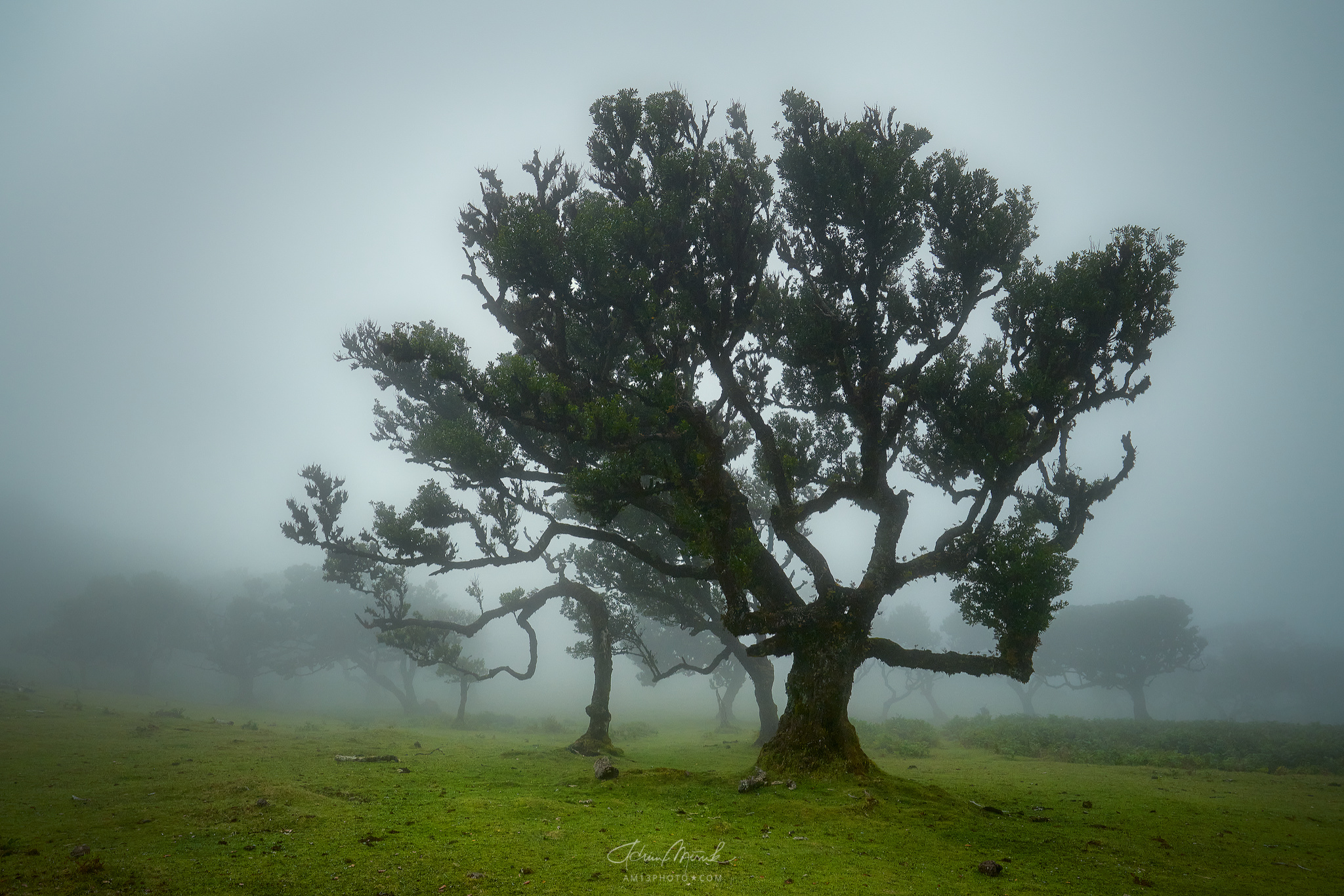 Fanal forest | Madeira